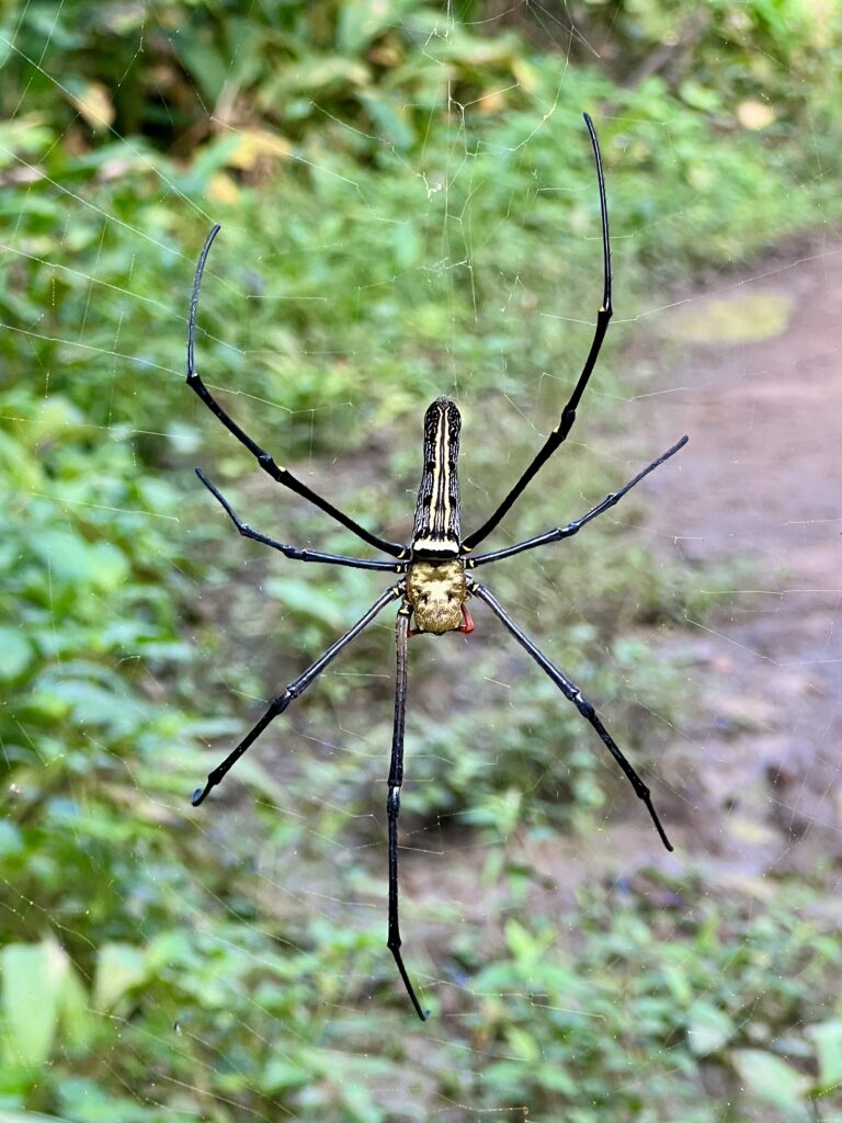 A close-up of a massive black and yellow Giant Golden Orb-Weaver spider in its web on a jungle trail in Umphang, Thailand.