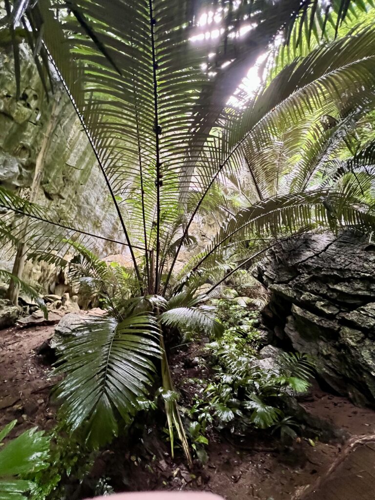 Fronds of a colossal Arenga palm fill the page.
