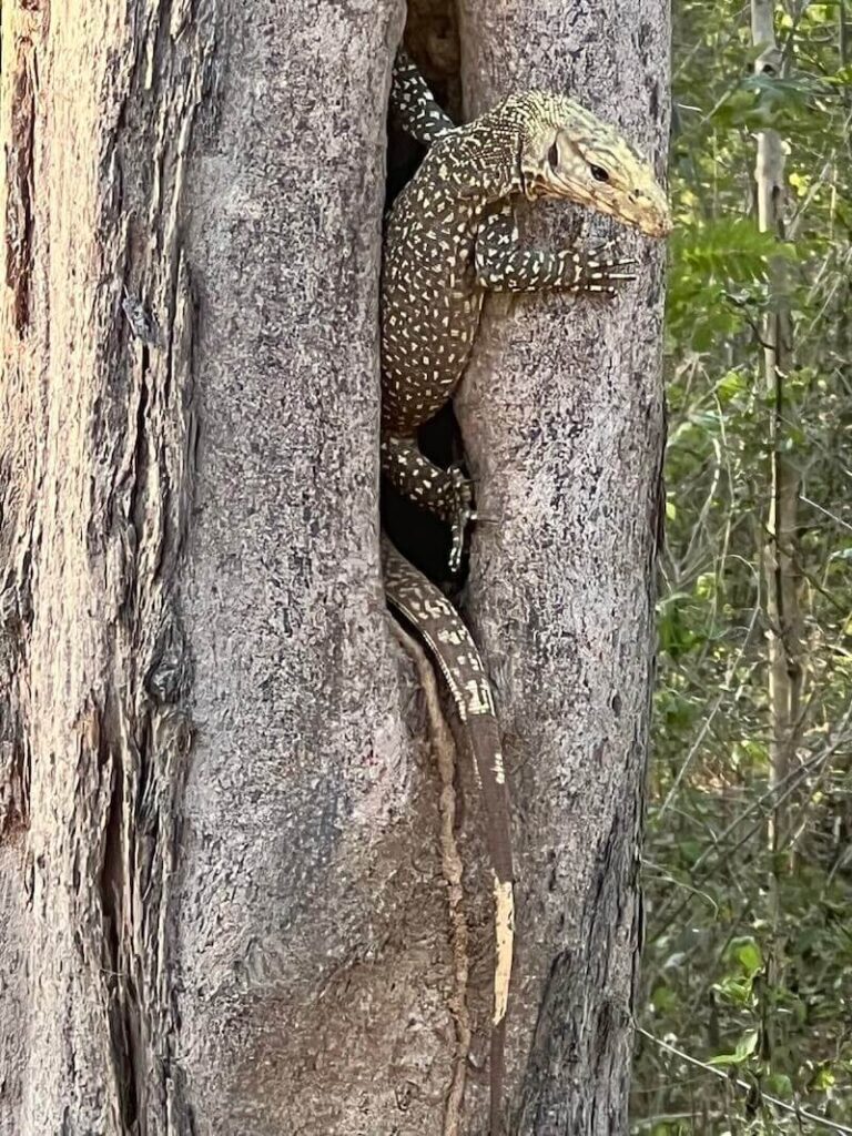 A large, patterned monitor lizard is hiding inside the hollow of a tree trunk, with its head and tail visible, photographed at Kui Buri National Park, Thailand.