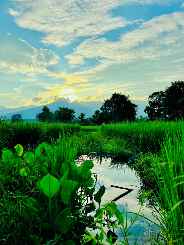 Vibrant green rice terraces in a valley surrounded by jungle and mountains in Pai, Northern Thailand.