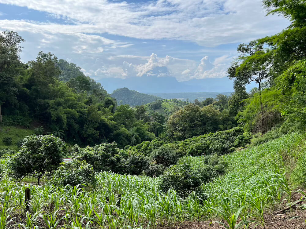A lush green valley in Chiang Dao, Thailand, showing terraced fields of corn and coffee plants with a large mountain massif visible under a cloudy sky in the background.