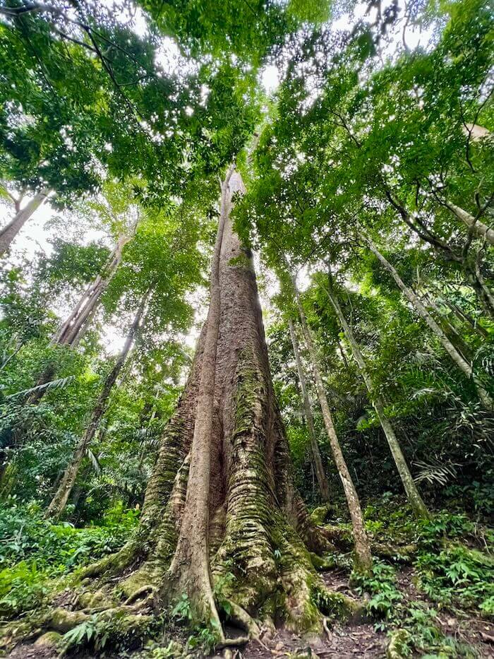 A low-angle shot of the massive trunk and high canopy of the Giant Krabak Tree, surrounded by dense green jungle foliage in Taksin Maharat National Park.