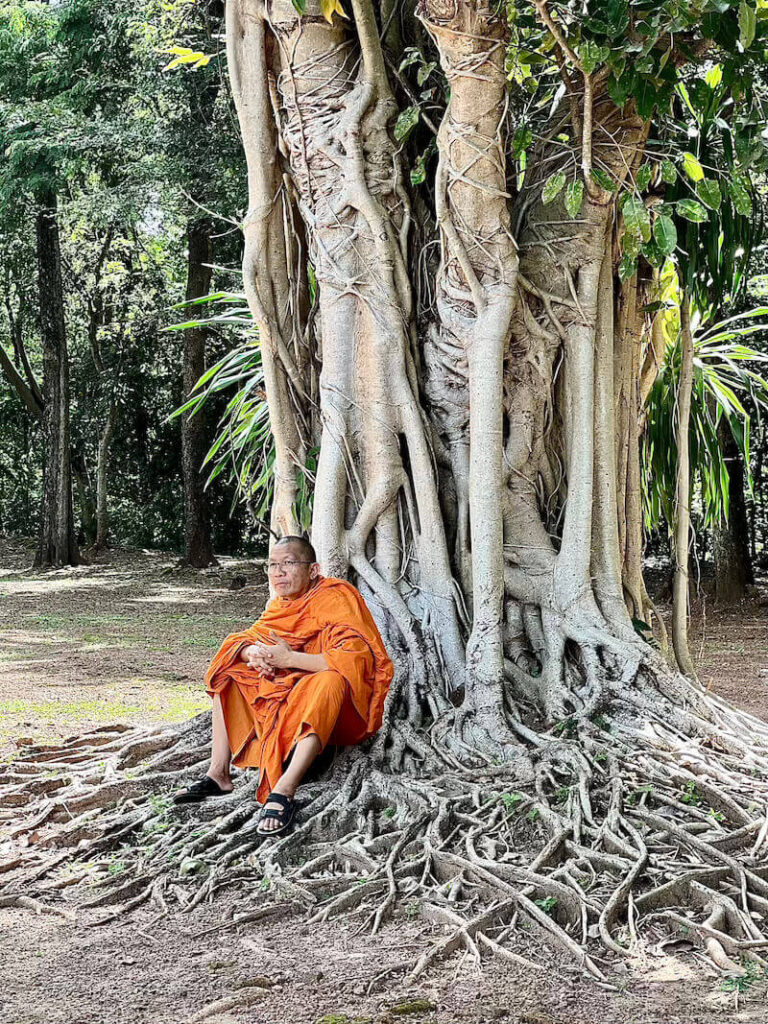 A Buddhist monk in saffron robes sits beneath the massive, exposed roots of an ancient banyan tree at Kamphaeng Phet Historical Park.