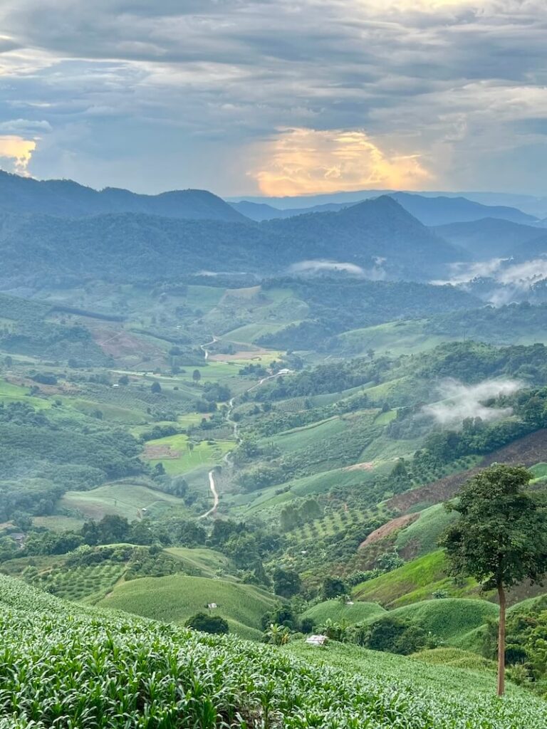 Phi Pan Nam Range Cultivated Valleys and Corn Fields Scenic view of deeply cultivated mountain valleys in the Phi Pan Nam Range, showing rows of corn and tea plantations winding along the slopes under a hazy sky.