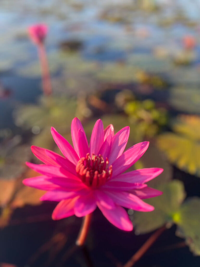 Close-up of a vibrant pink water lily in bloom in the shallow water of the Thale Noi wetlands in Phatthalung, Thailand.