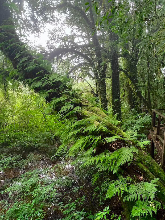 A diagonal tree trunk covered in thick moss and ferns on the Ankga Trail, Doi Inthanon.