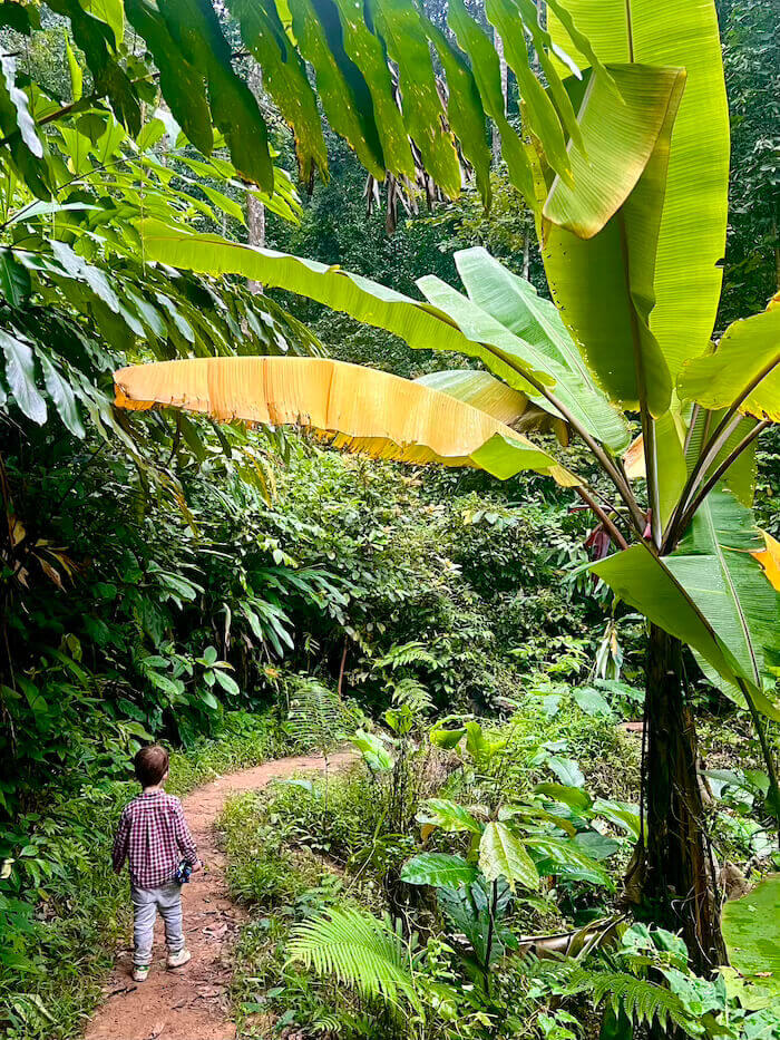 A young child walking along a lush jungle trail surrounded by large banana leaves and ferns in Doi Khun Tan National Park.