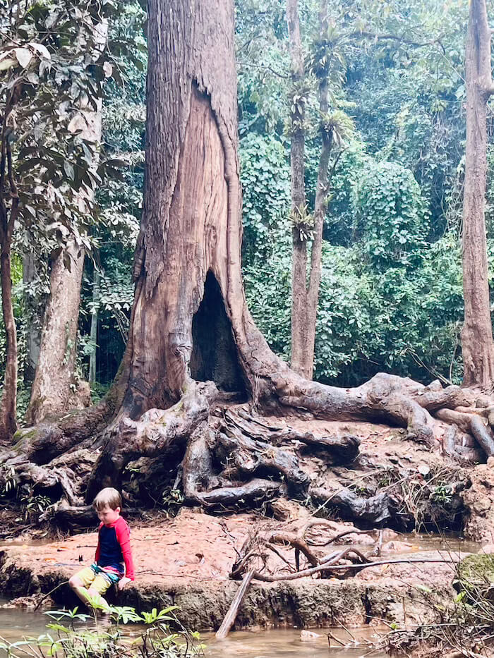 A young boy in a red swim shirt sitting by a stream at the base of a massive, ancient hardwood tree with a hollowed trunk and sprawling roots.
