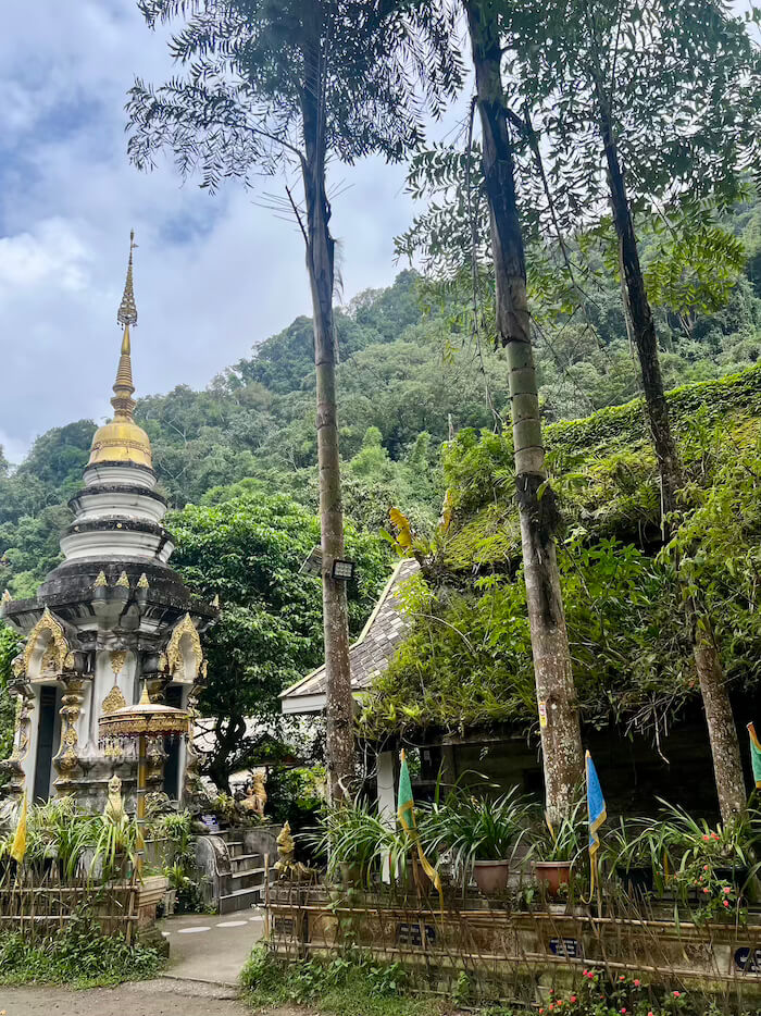 A traditional Lanna-style temple building in Mae Kampong with a roof completely covered in thick green moss, next to a white and gold chedi.
