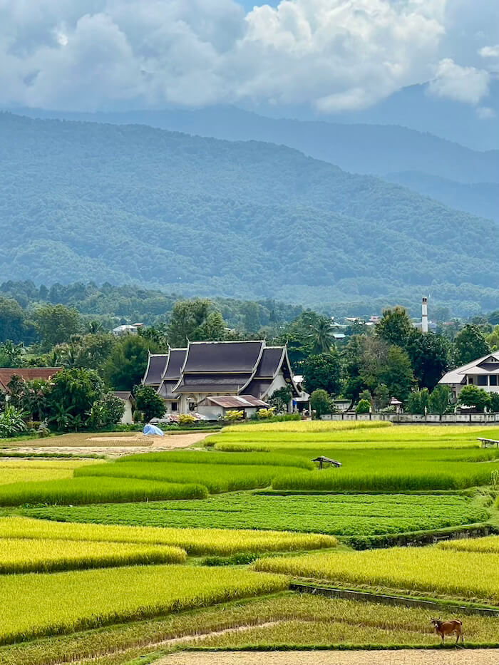 A vibrant landscape view of green and yellow rice paddies in the Pua valley, with a traditional Lanna-style temple and blue mountains in the background.