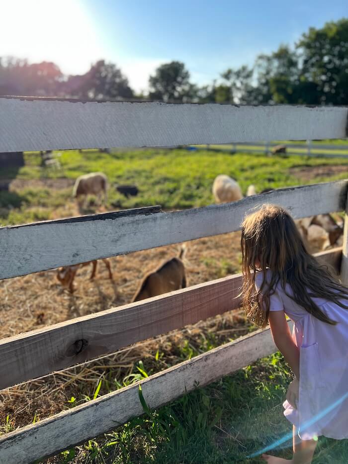 A young girl with long hair looking through a white wooden fence at goats in a sunny field.
