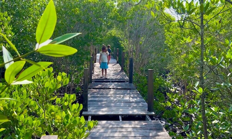 A wooden boardwalk trail winding through green mangrove trees with prominent gaps where several planks are entirely missing, exposing the drop-off below, with children walking carefully ahead.