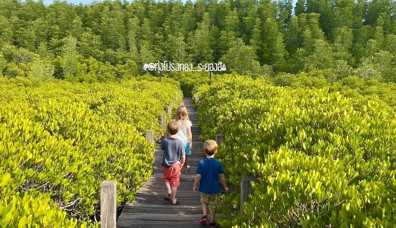 Three young children seen from behind walking along a wooden boardwalk that cuts through dense, waist-high bright yellow-green mangrove shrubs under bright sunlight in Rayong, Thailand.