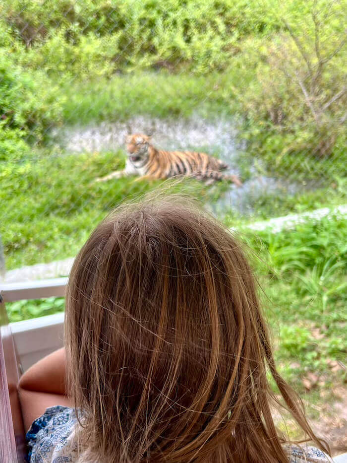 A child with long hair looking through a window at a rescued tiger resting in a grassy enclosure at the Wildlife Friends Foundation Thailand.