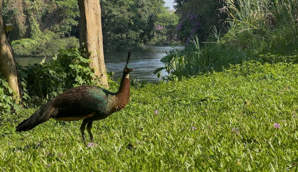 A majestic green peafowl standing on a lush green lawn with the Phetchaburi River and dense jungle foliage in the background.
