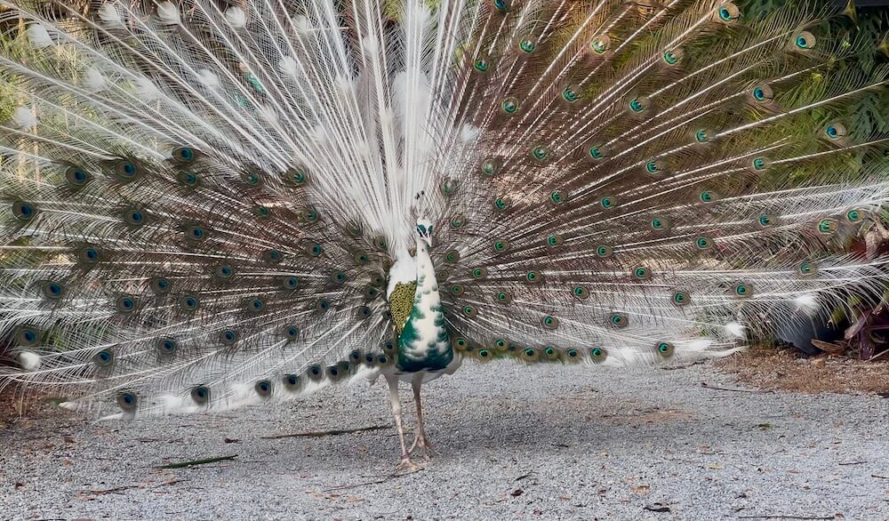 A rare pied peacock with a mix of white and iridescent green feathers fanning its large tail on a gravel path at Kenaray Farmstay.