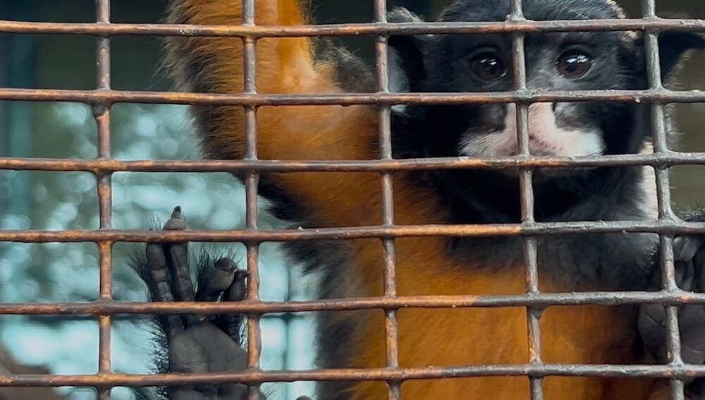 A close-up of a Red-handed Tamarin with dark fur and distinctive orange-gold hands looking through the wire mesh of its enclosure.