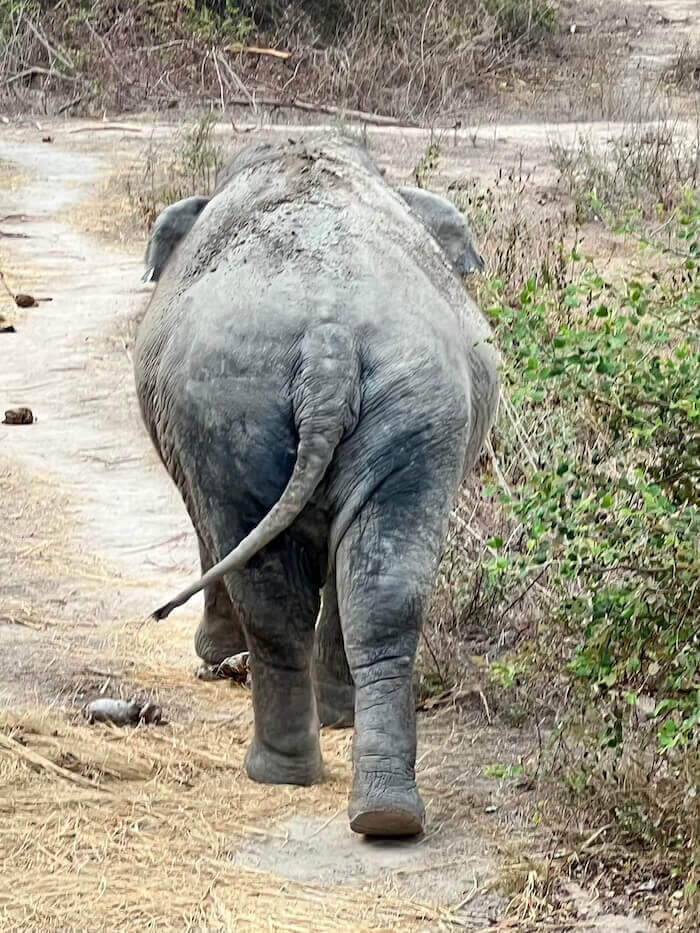 The rear view of a large rescued elephant walking along a dirt path through scrubland at the Wildlife Friends Foundation Thailand.