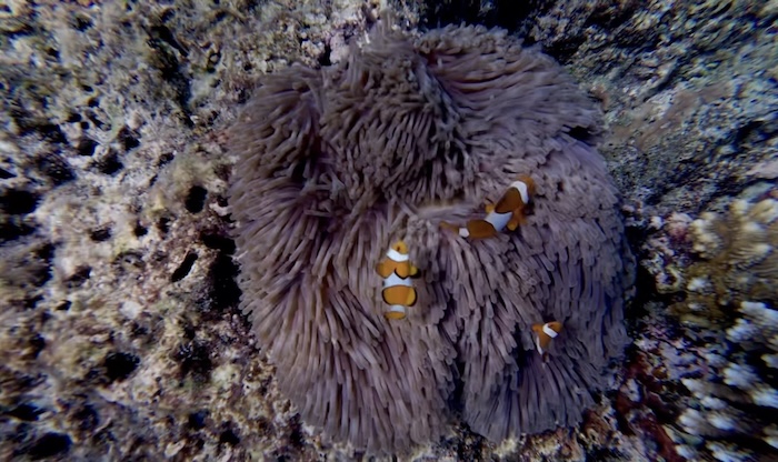 Three orange and white clownfish swimming among the tentacles of a large sea anemone on a coral reef in the Surin Islands.