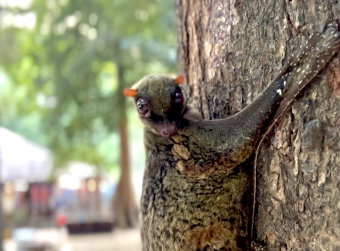 A Sunda flying lemur with mottled fur and large eyes clinging to the side of a tree trunk in the Surin Islands.