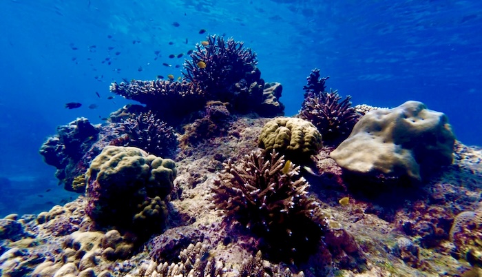 A wide view of diverse coral species, including rounded porites and branching staghorn corals, under clear blue water in the Surin Islands.