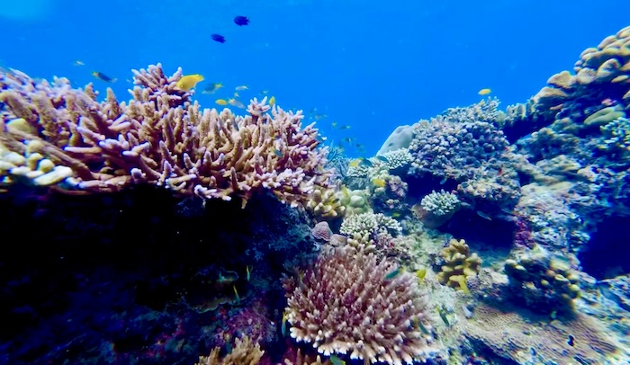 A dense cluster of healthy branching corals and staghorn coral surrounded by small yellow reef fish in the clear blue water of the Surin Islands.