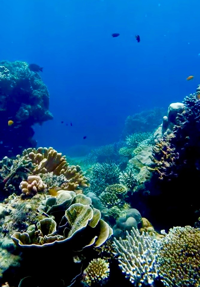 A vibrant underwater view of coral columns and diverse reef structures beneath a deep blue sea in the Surin Islands, Thailand.