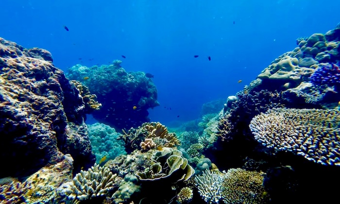 A wide-angle underwater view of a healthy coral reef with various hard corals and small fish in the Surin Islands.