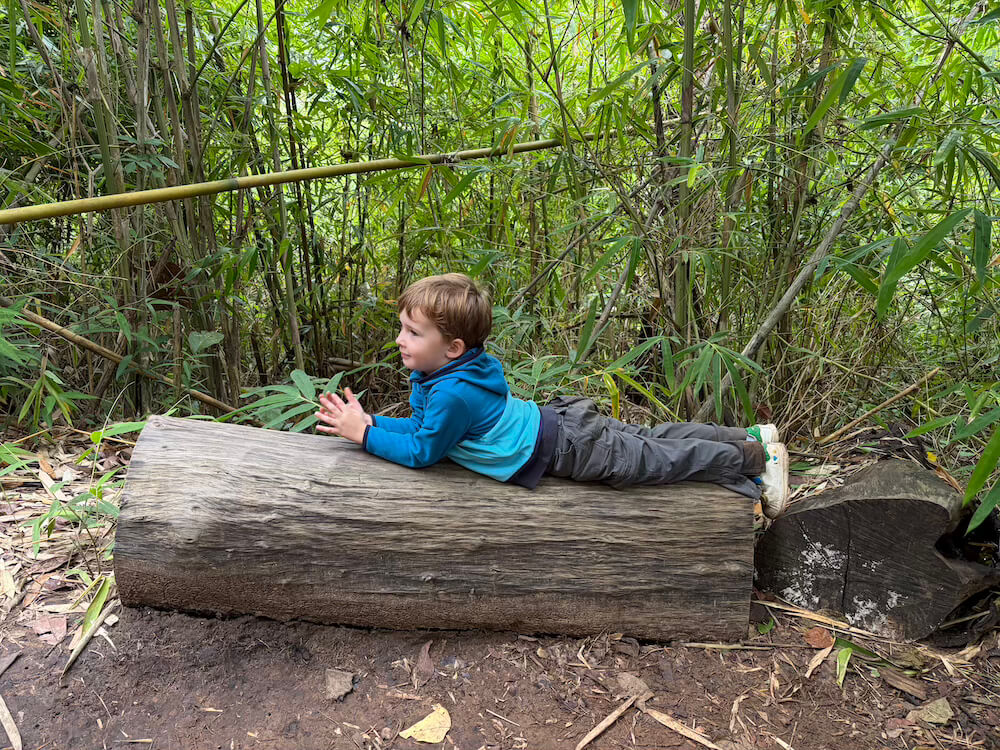 A young boy in a blue jacket lying on his stomach across a thick wooden log inside a dense green bamboo forest.