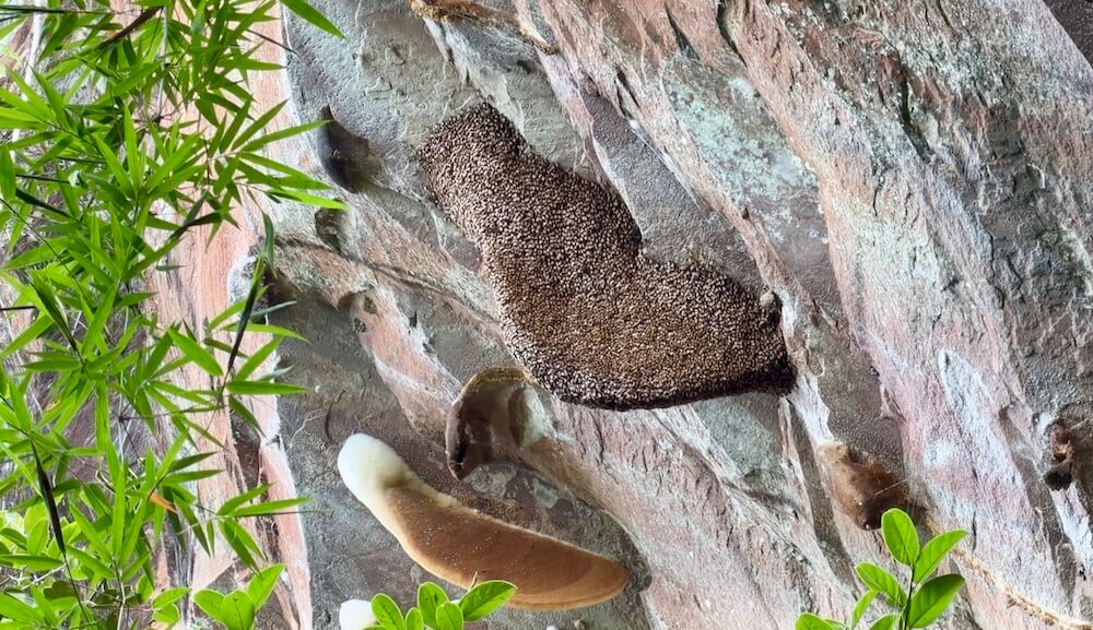Large crescent-shaped hives of Giant Asian Honey Bees clinging to an overhanging sandstone cliff face