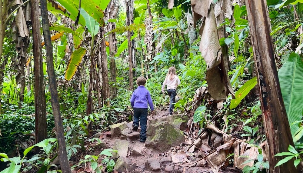 Two children hiking up a rocky dirt trail surrounded by wild banana trees and dense jungle vegetation