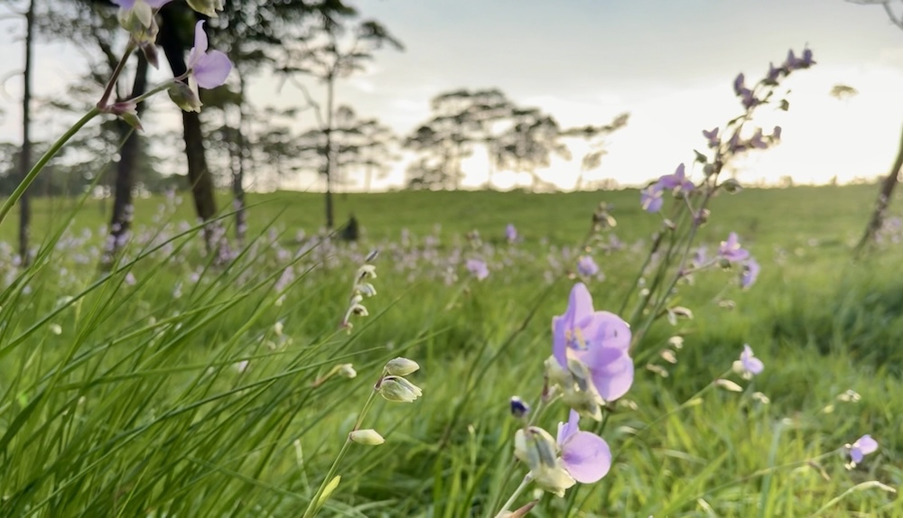 A close-up view of delicate purple Crested Naga wildflowers blooming in tall green grass with pine trees softly blurred in the background