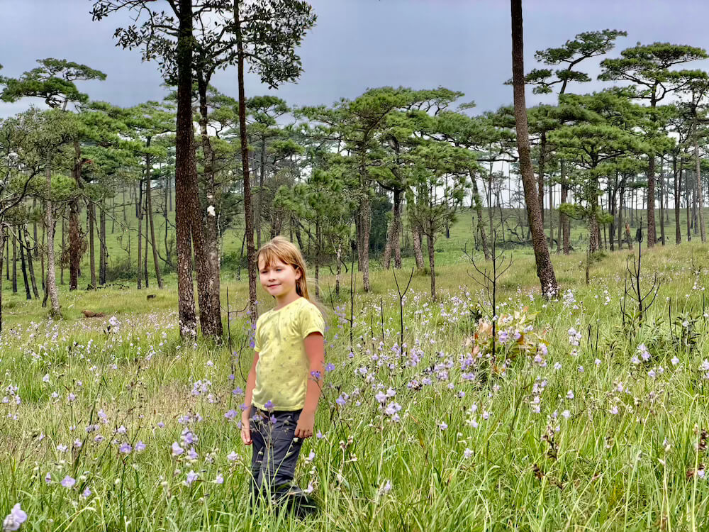 A young girl standing in a grassy mountain meadow filled with blooming purple Crested Naga flowers and tall pine trees