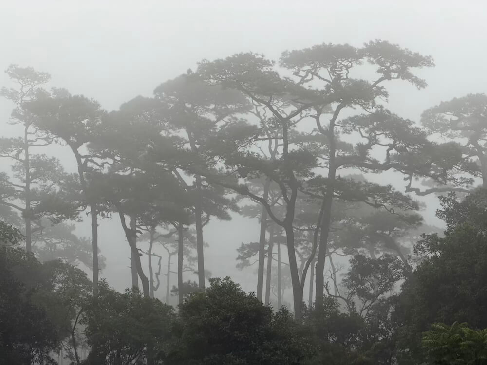 Tall, ancient pine trees towering above lush foliage, shrouded in thick white mountain fog