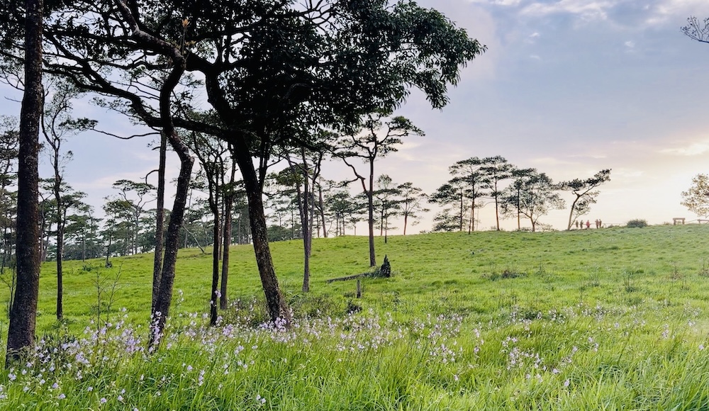 Delicate violet Crested Naga wildflowers blooming beneath tall pine trees on a lush green mountain meadow