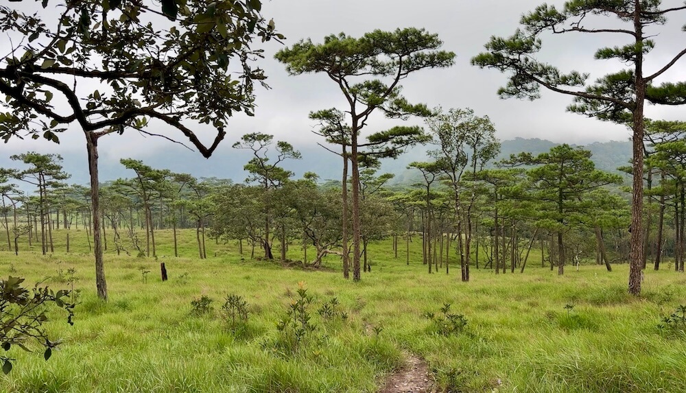 A narrow dirt foot trail cutting through a vast green pine savanna under an overcast sky