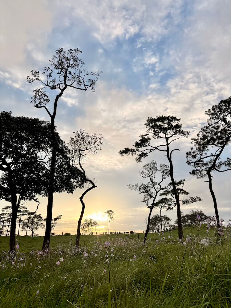 Golden sunset light bursting through tall pine tree silhouettes above a field of wildflowers on a mountain plateau