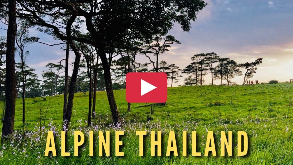 YouTube video thumbnail with text overlay reading Alpine Thailand showing pine trees and wildflowers at Phu Soi Dao