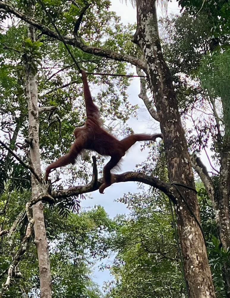 Orangutan hanging from a high branch in the dense rainforest canopy at Semenggoh Nature Reserve.