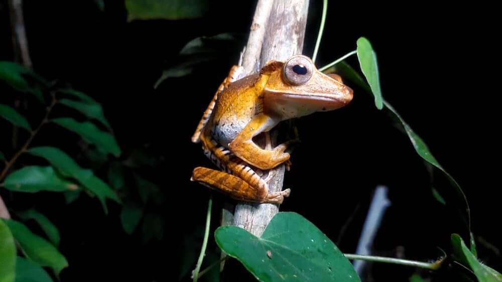 Close-up of a small tan tree frog clinging to a vertical branch against a dark night background.