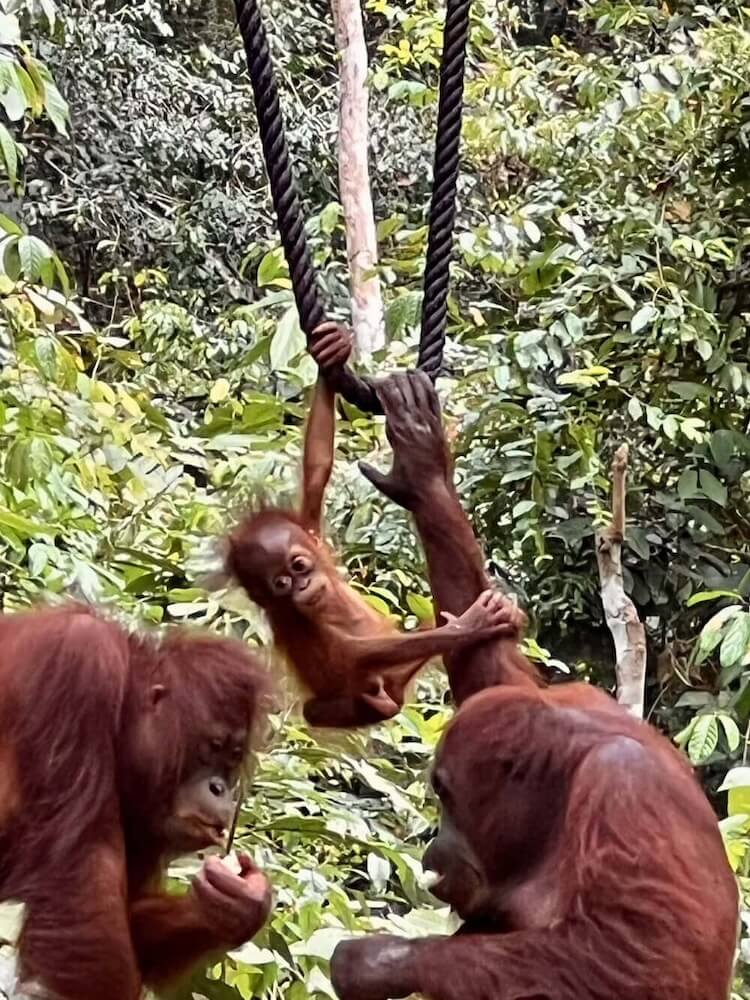 A small baby orangutan swinging from a thick rope while adult orangutans rest nearby in the lush green rainforest of Borneo.