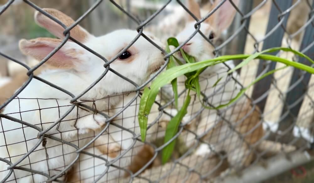 Two cute white and brown rabbits standing against a wire fence nibbling on green morning glory leaves at Wat Pra Putthabat Phu Kwai Ngoen in Chiang Khan, Thailand.